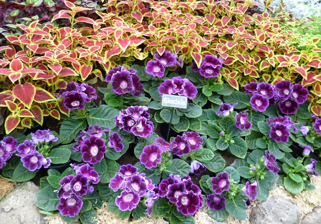 DISPLAY 2 - Tuberous Begonia / Gloxinia  (4 of 7)