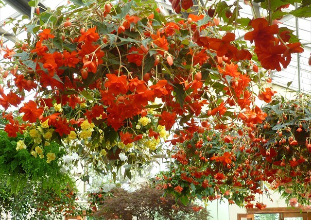 DISPLAY 2 - Tuberous Begonia / Gloxinia  (7 of 7)