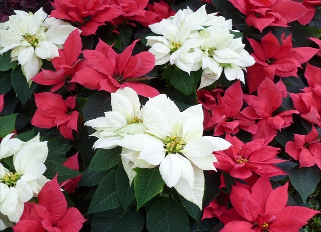 DISPLAY 3 - Tropical / Poinsettia  (3 of 7)