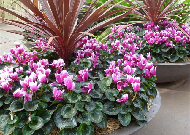 DISPLAY 4 - Cineraria / Cyclamen  (2 of 7)