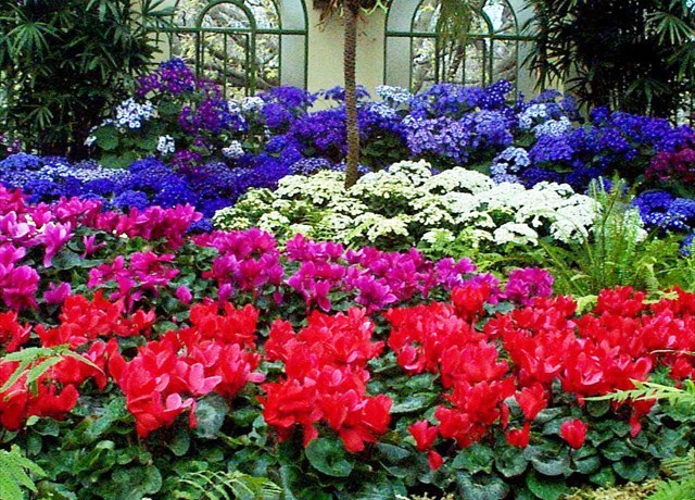 DISPLAY 4 - Cineraria / Cyclamen  (3 of 7)