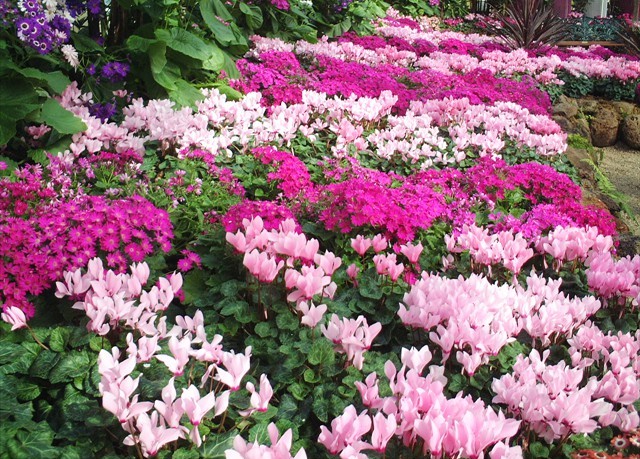 DISPLAY 4 - Cineraria / Cyclamen  (5 of 7)