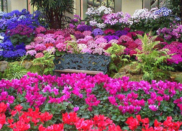 DISPLAY 4 - Cineraria / Cyclamen  (6 of 7)