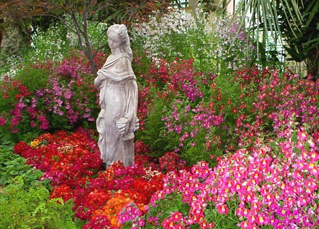 DISPLAY 5 - Schizanthus / Calceolaria  (1 of 7)