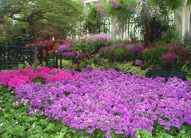 DISPLAY 5 - Schizanthus / Calceolaria  (2 of 7)