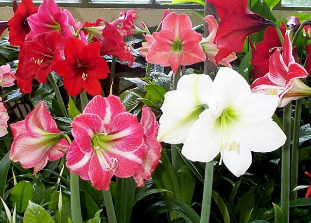 DISPLAY 5 - Schizanthus / Calceolaria  (3 of 7)