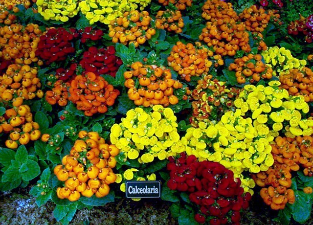 DISPLAY 5 - Schizanthus / Calceolaria  (5 of 7)