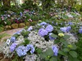 DISPLAY 1 - Hydrangea / Fuchsia  (1 of 7)