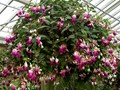 DISPLAY 1 - Hydrangea / Fuchsia  (4 of 7) 