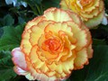 DISPLAY 2 - Tuberous Begonia / Gloxinia  (2 of 7)