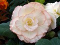 DISPLAY 2 - Tuberous Begonia / Gloxinia  (5 of 7)