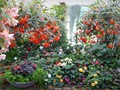 DISPLAY 2 - Tuberous Begonia / Gloxinia  (6 of 7)