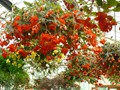 DISPLAY 2 - Tuberous Begonia / Gloxinia  (7 of 7)