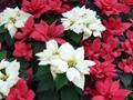 DISPLAY 3 - Tropical / Poinsettia  (3 of 7)