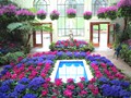 DISPLAY 4 - Cineraria / Cyclamen  (1 of 7)