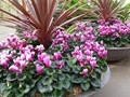 DISPLAY 4 - Cineraria / Cyclamen  (2 of 7)