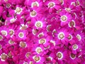 DISPLAY 4 - Cineraria / Cyclamen  (4 of 7)