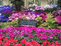 DISPLAY 4 - Cineraria / Cyclamen  (6 of 7)