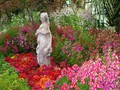 DISPLAY 5 - Schizanthus / Calceolaria  (1 of 7)