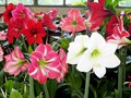 DISPLAY 5 - Schizanthus / Calceolaria  (3 of 7)