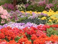 DISPLAY 5 - Schizanthus / Calceolaria  (6 of 7)