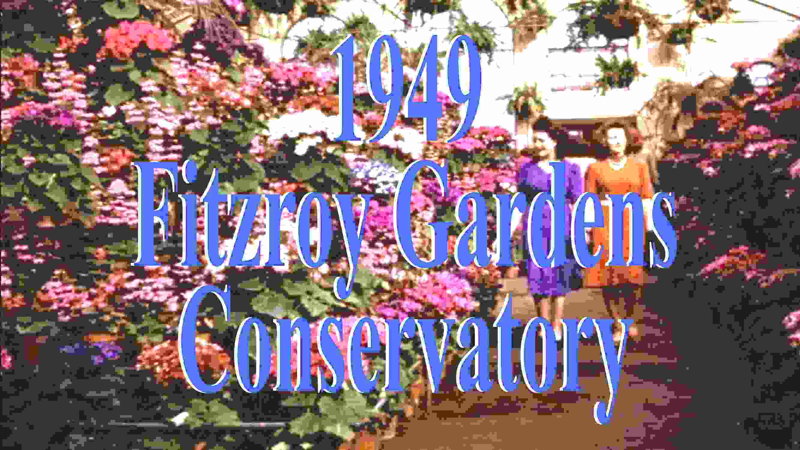 Historical Cineraria Display 1949