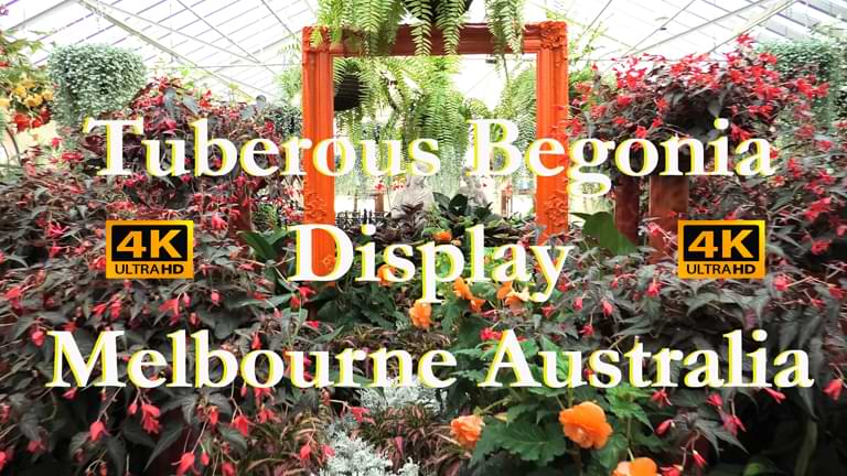 Tuberous Begonia Display