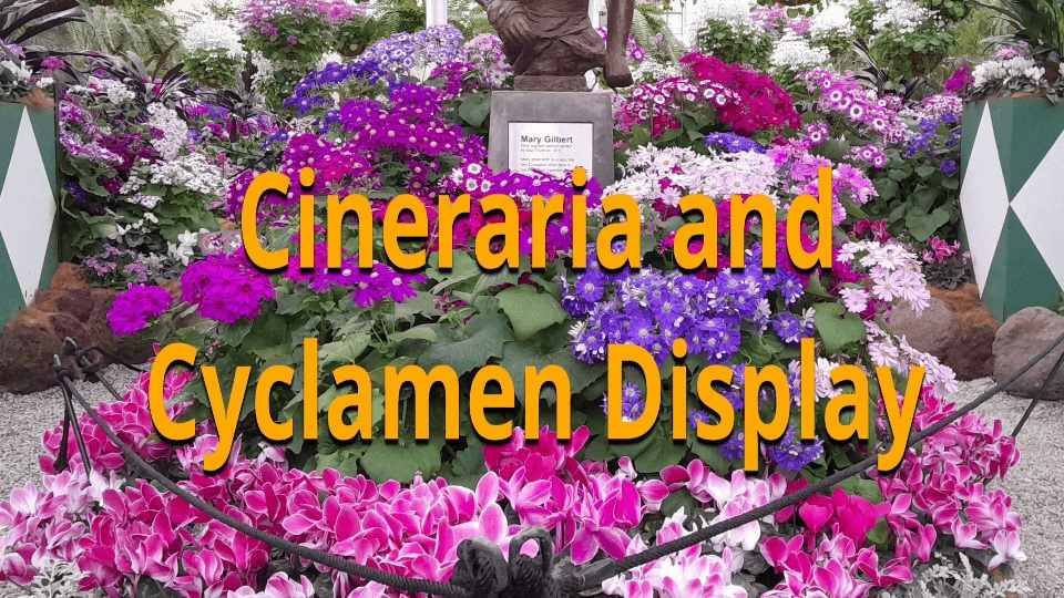 Cineraria / Cyclamen Display