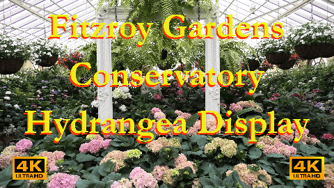 Hydrangea Display