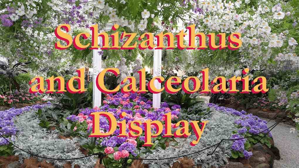 Schizanthus / Calceolaria Display