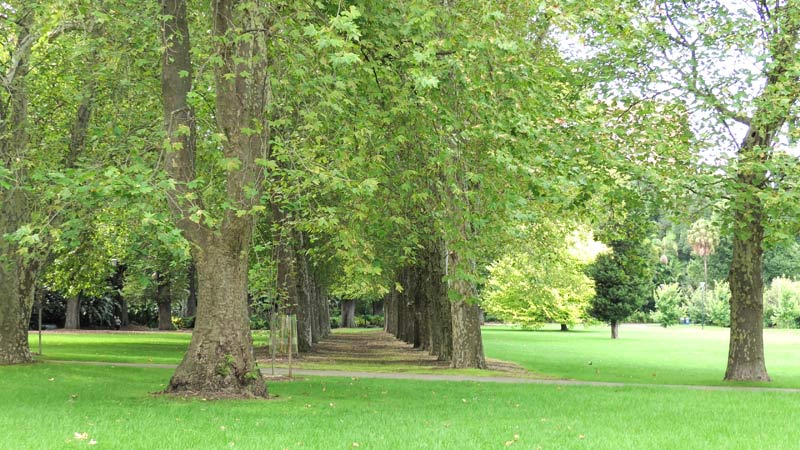Plane Tree Walk Present