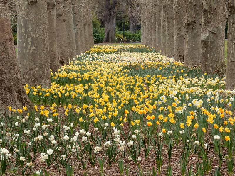 Plane Walk Daffodils