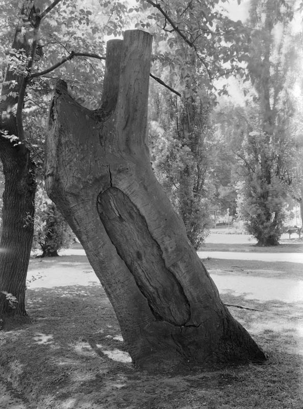 Scarred Tree 1950s