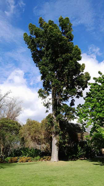 Agathis robusta
