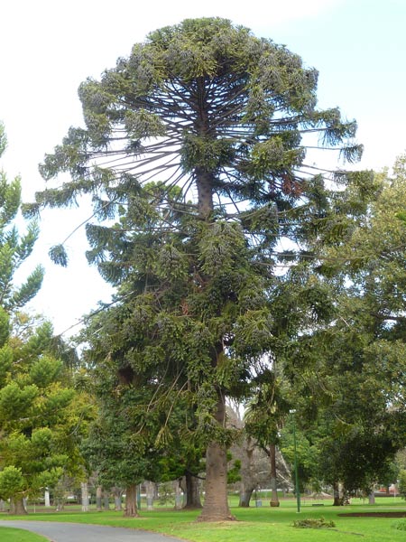 Araucaria bidwilli