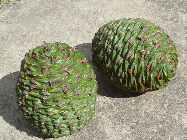 Araucaria Nut