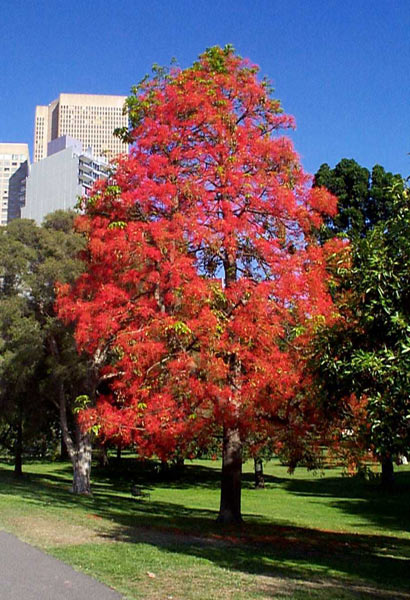 Brachychiton acerifolius