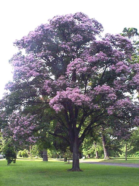 Calodendrum capense