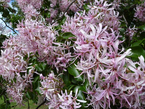 Calodendrum Flowers