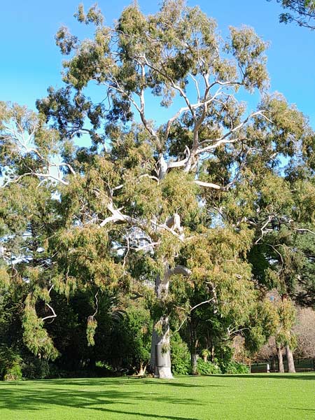 Corymbia citriodora