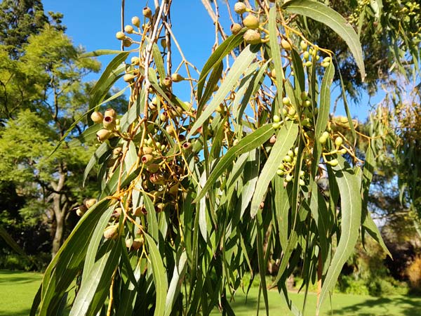 Corymbia citriodora leaves