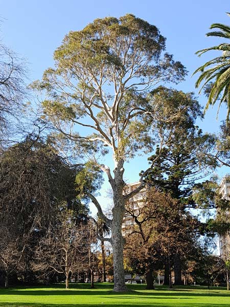 Corymbia maculata