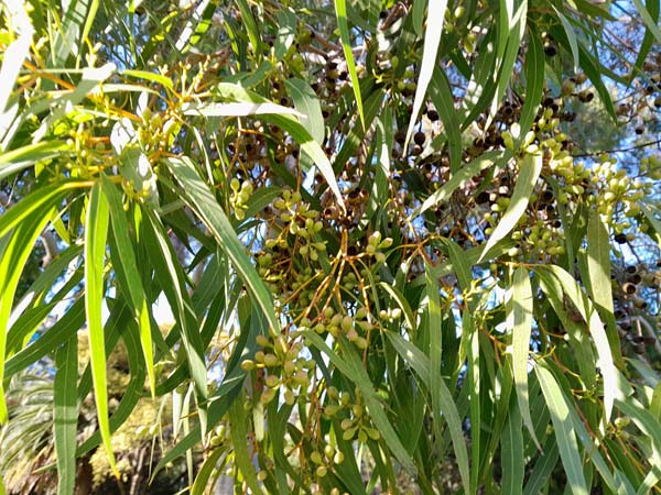 Corymbia maculata leaves