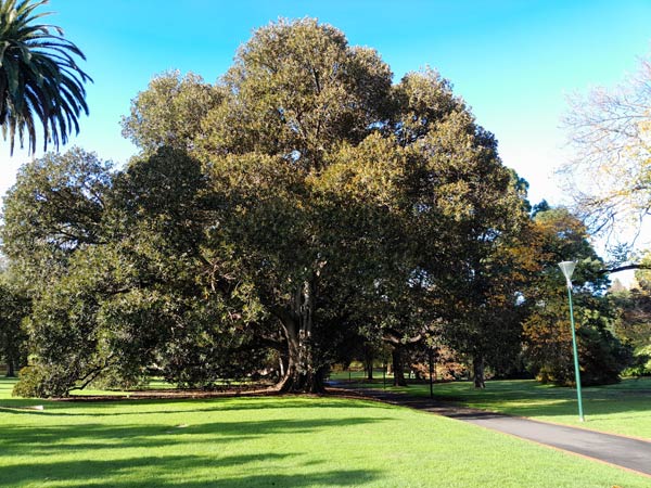 Ficus macrophylla