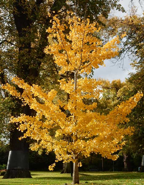 Ginkgo biloba