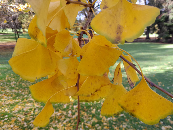Ginkgo biloba Leaves