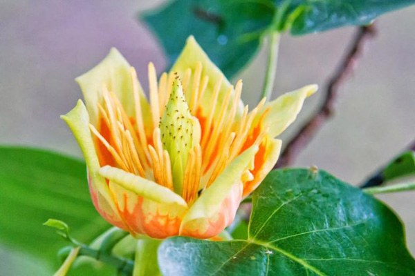 Liriodendron Flower