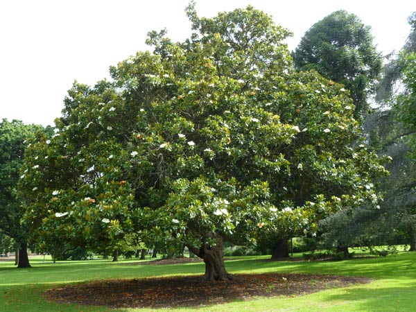 Magnolia grandiflora