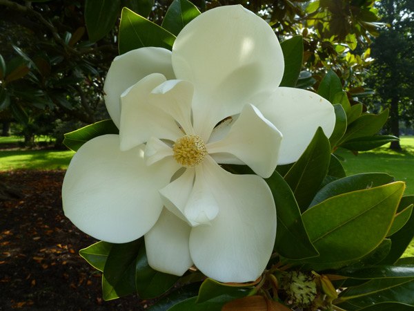 Magnolia Flower