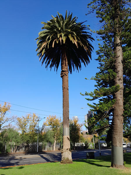 Phoenix canariensis